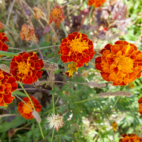 Colorado Marigold Mix